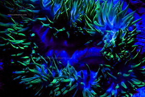 FLUO
taken with UV filter on strobe and yellow filter on... by Mona Dienhart 